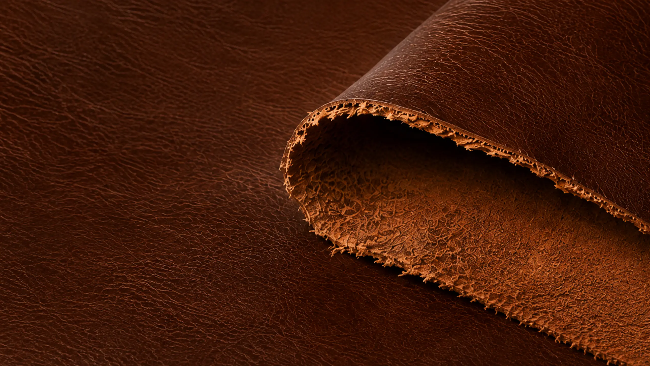 A hide curled back on itself so the split shows: smooth grain on the outside, open fuzzy fibre on the underside